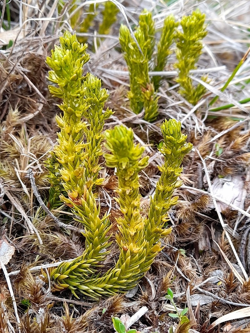 Huperzia fuegiana photo 5