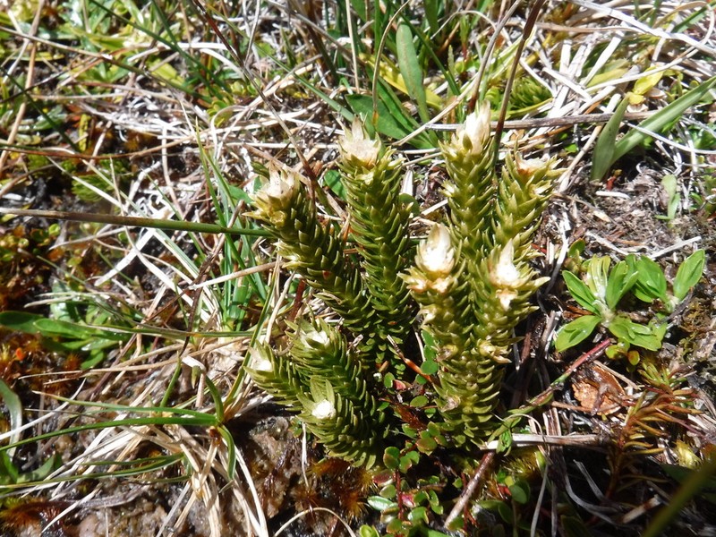 Huperzia fuegiana photo 6