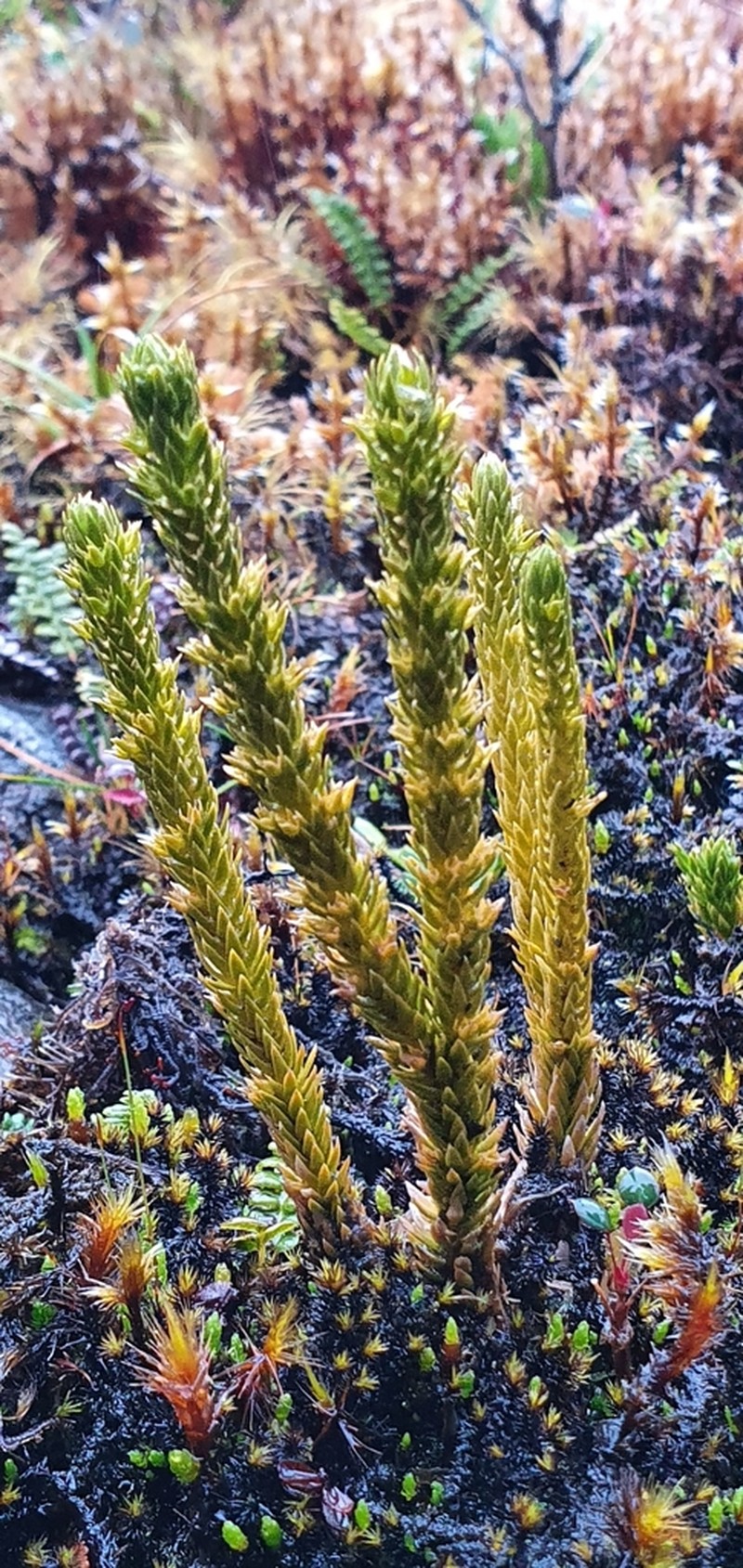 Huperzia fuegiana photo 8