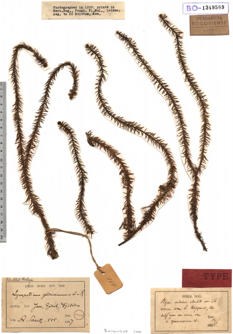 Huperzia gedeana
