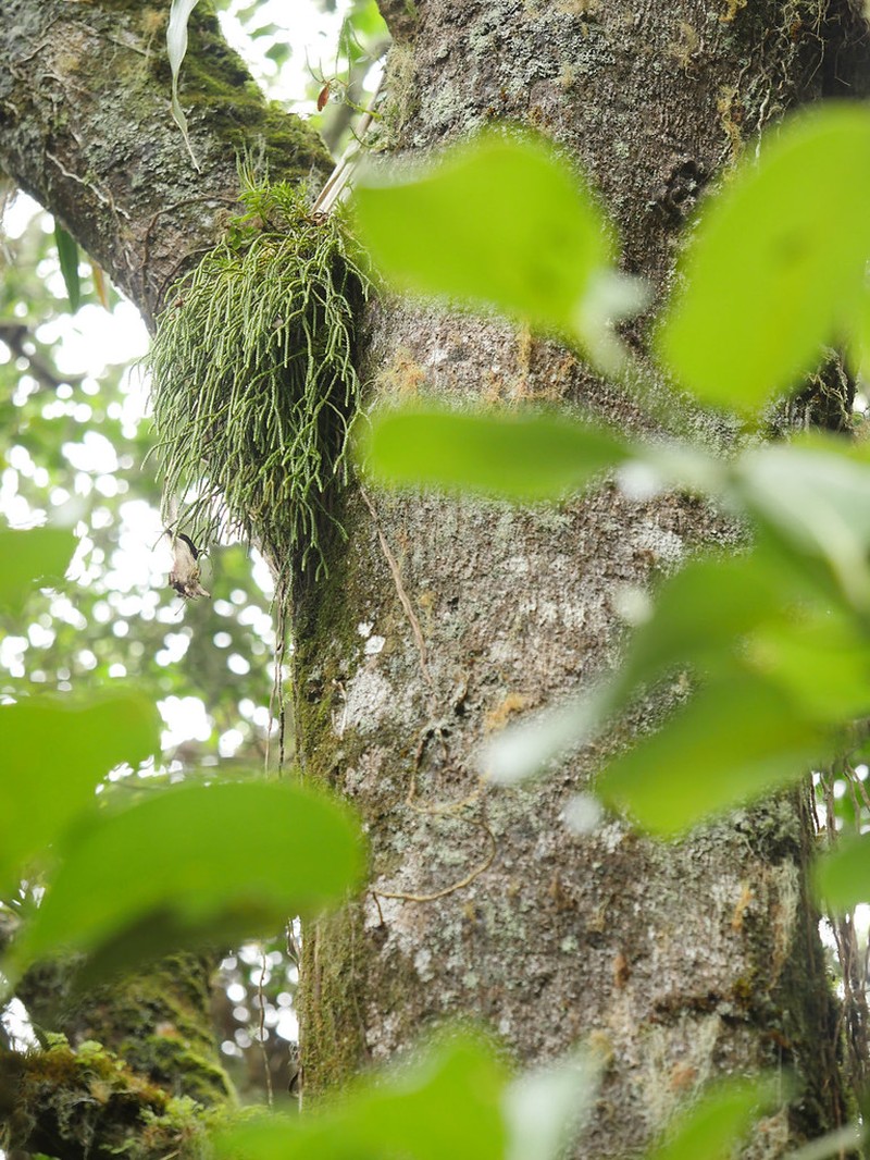 Huperzia gnidioides