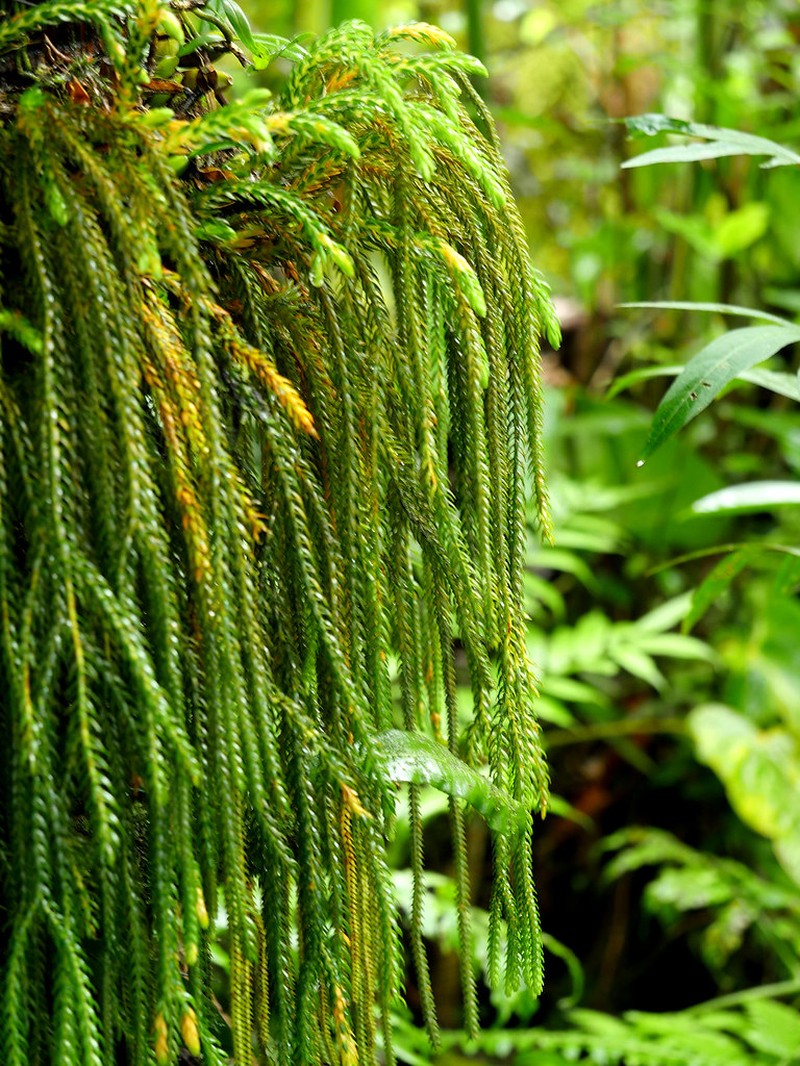Huperzia gnidioides photo 2
