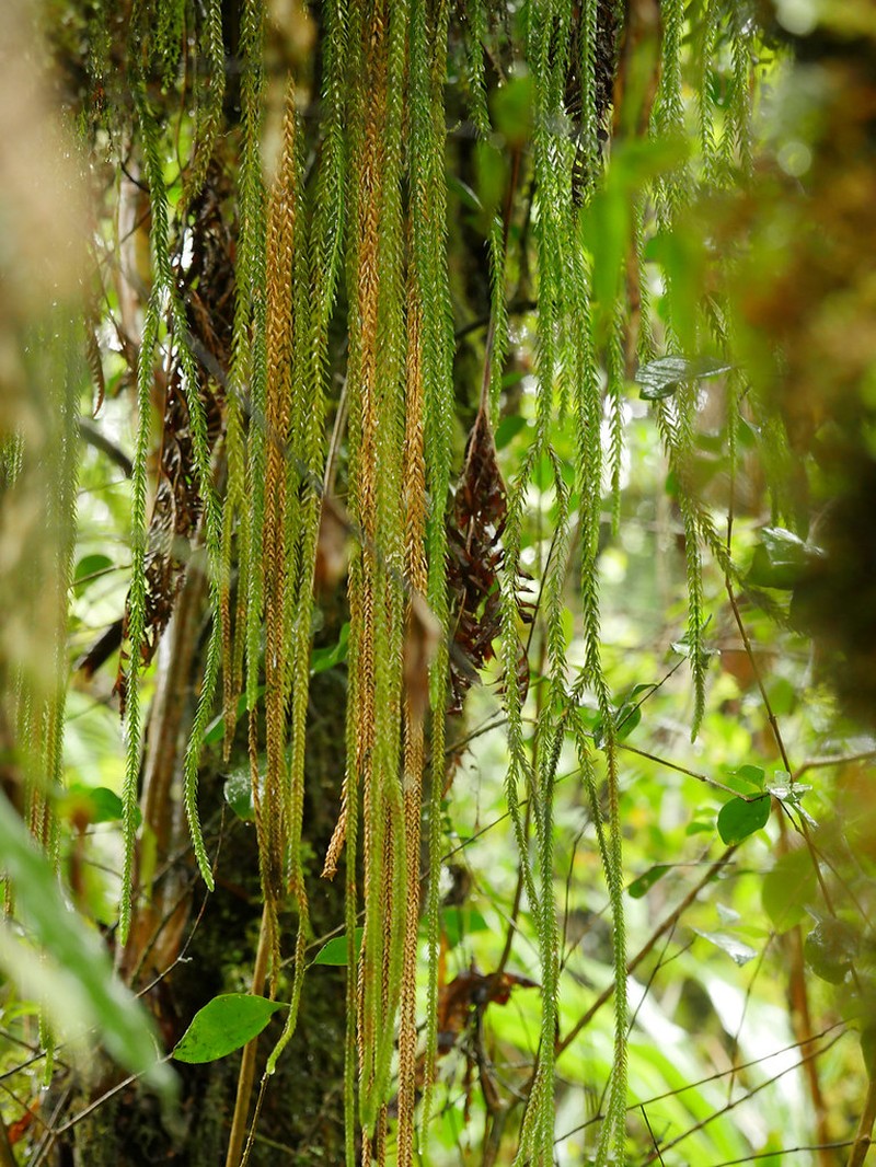 Huperzia gnidioides photo 3