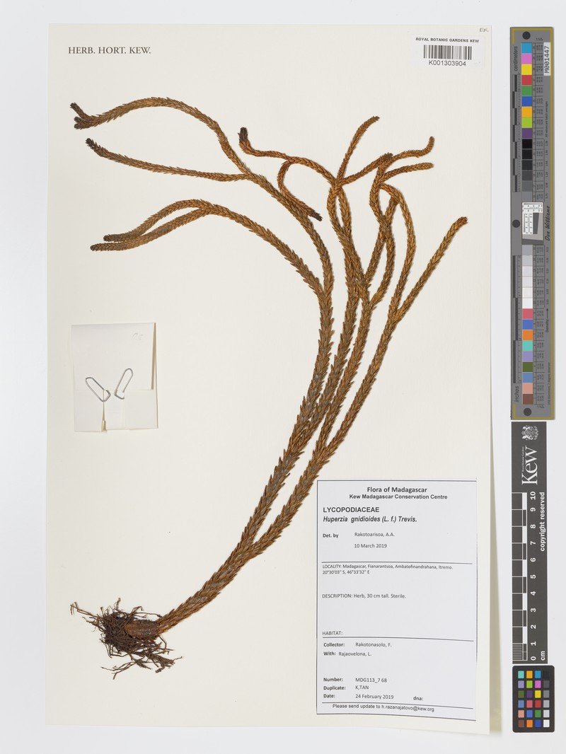Huperzia gnidioides photo 4