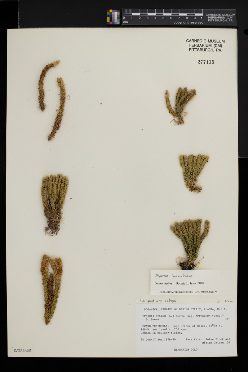 Pacific Clubmoss