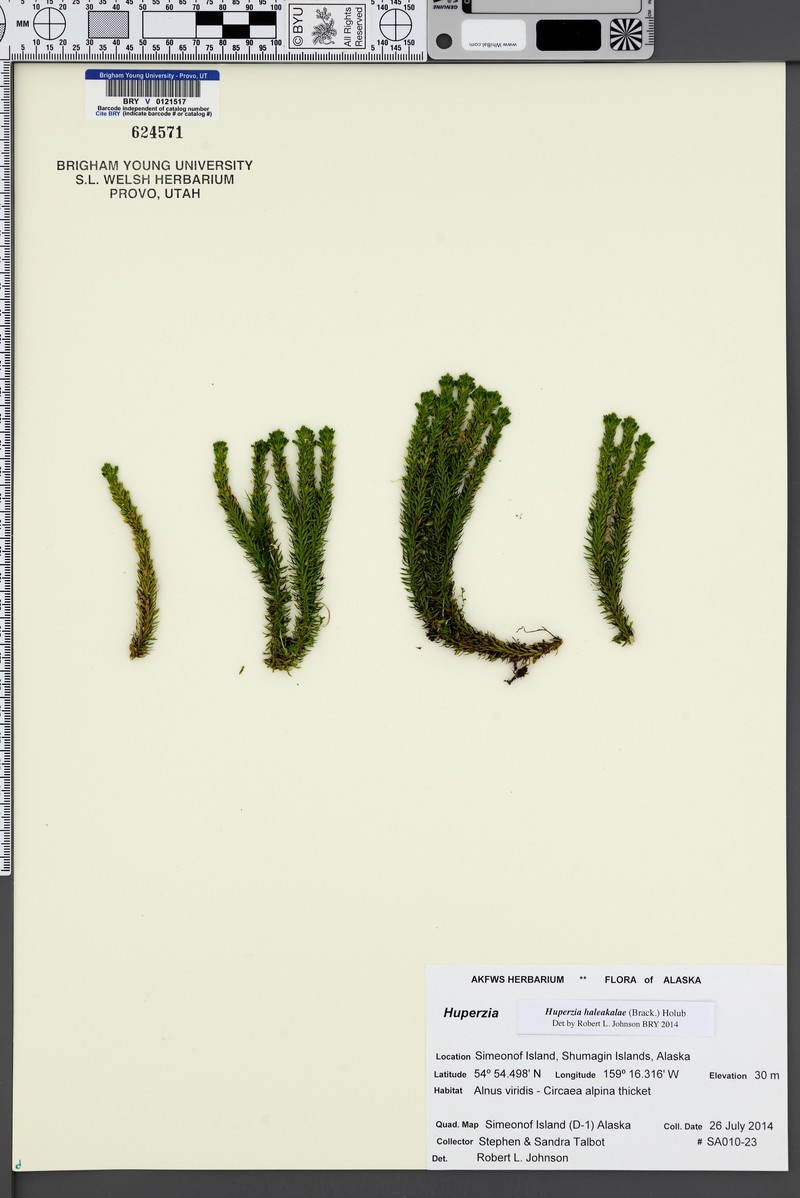 Pacific Clubmoss photo 2