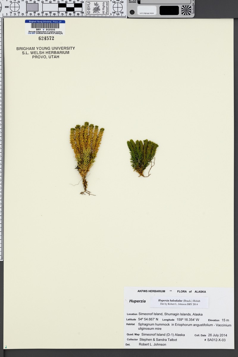 Pacific Clubmoss photo 3