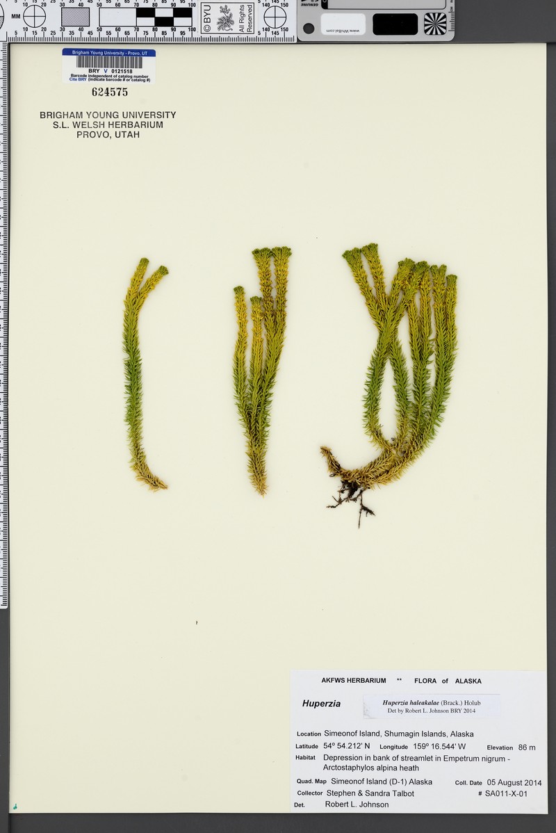 Pacific Clubmoss photo 4