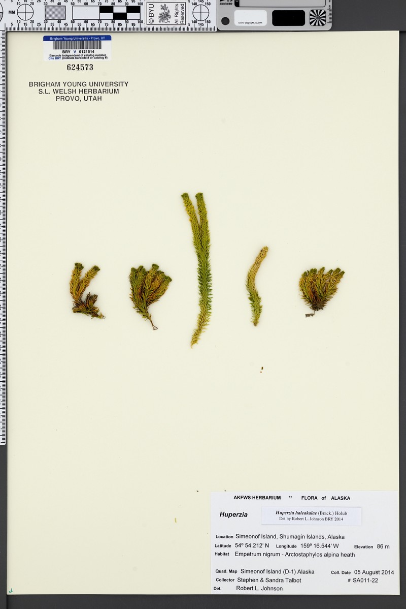 Pacific Clubmoss photo 5
