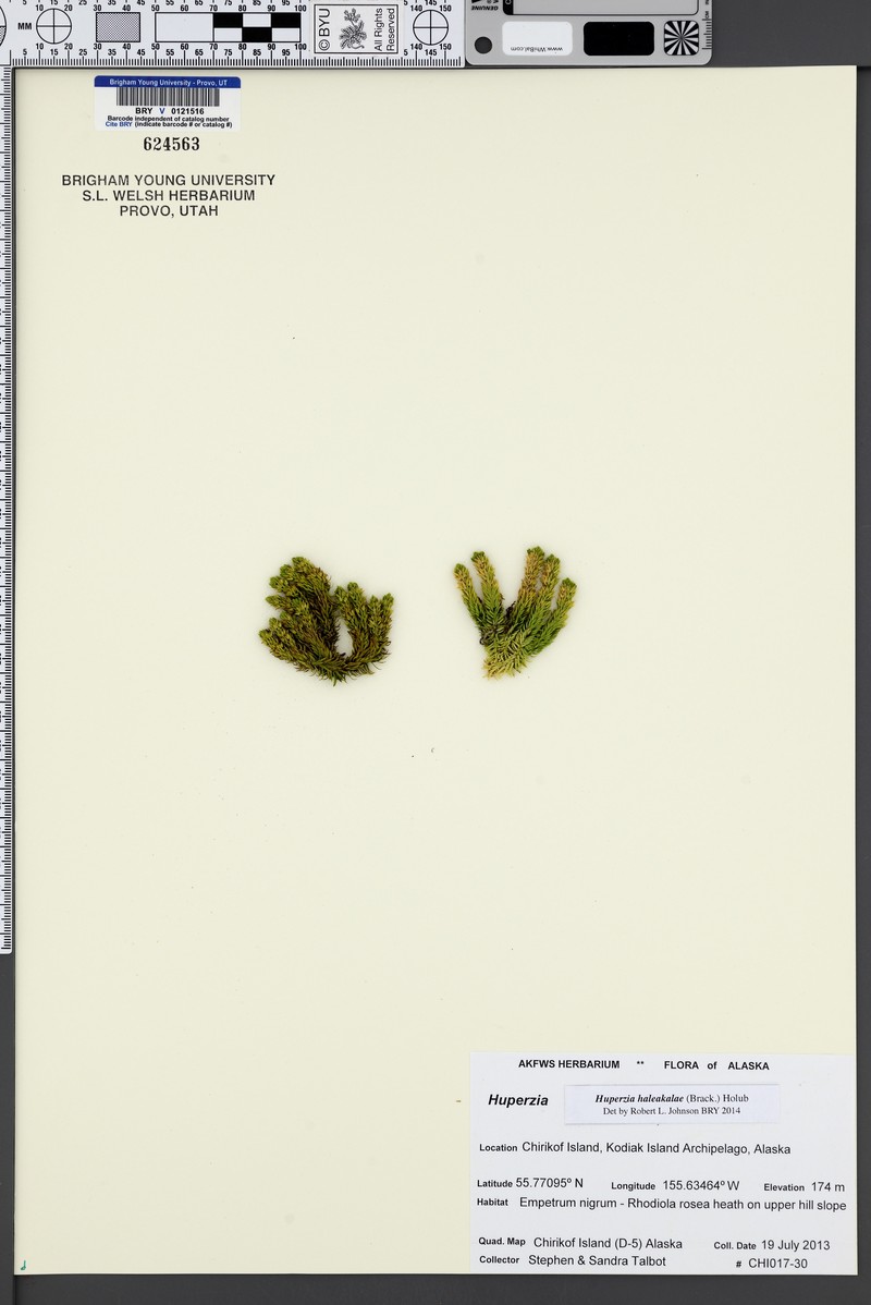 Pacific Clubmoss photo 6