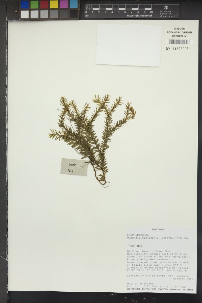 Huperzia hamiltonii photo 2