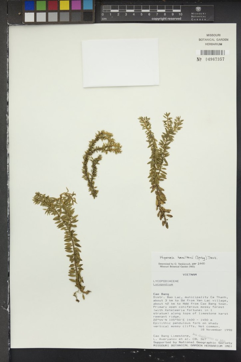 Huperzia hamiltonii photo 3
