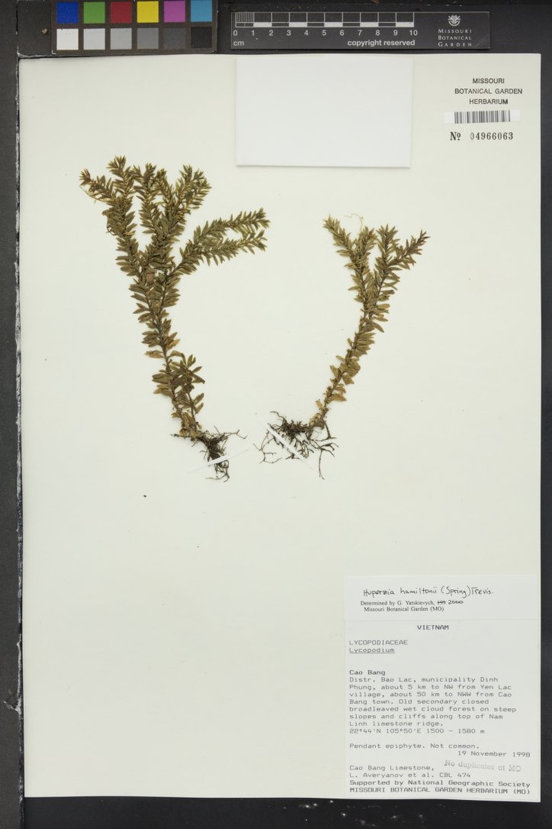 Huperzia hamiltonii photo 4