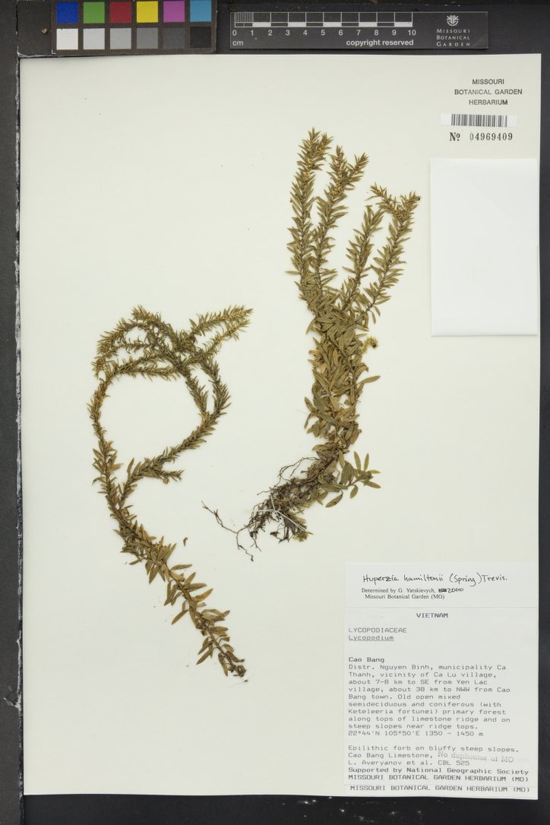 Huperzia hamiltonii photo 5