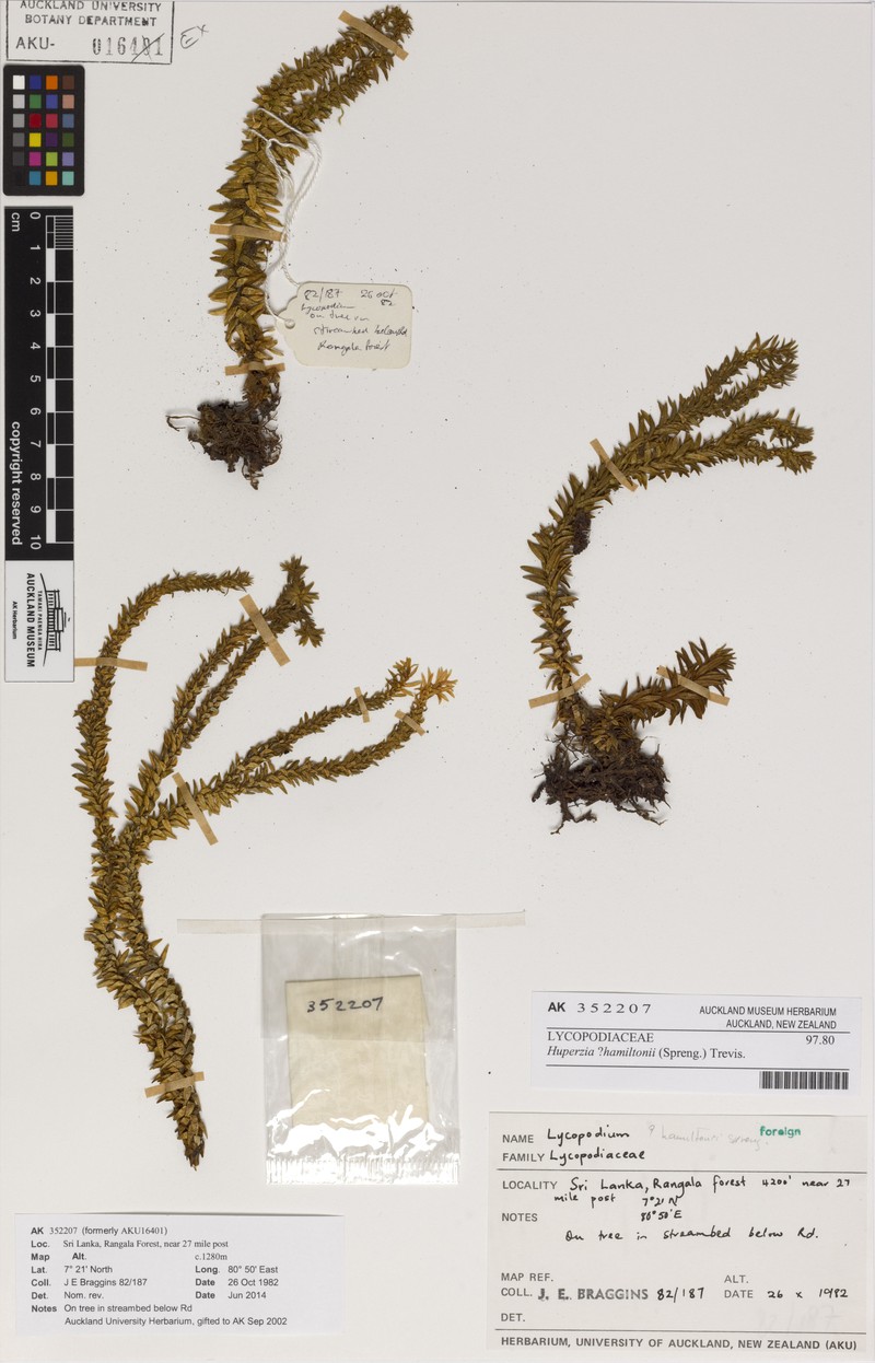 Huperzia hamiltonii