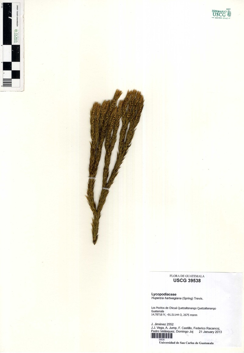 Huperzia hartwegiana