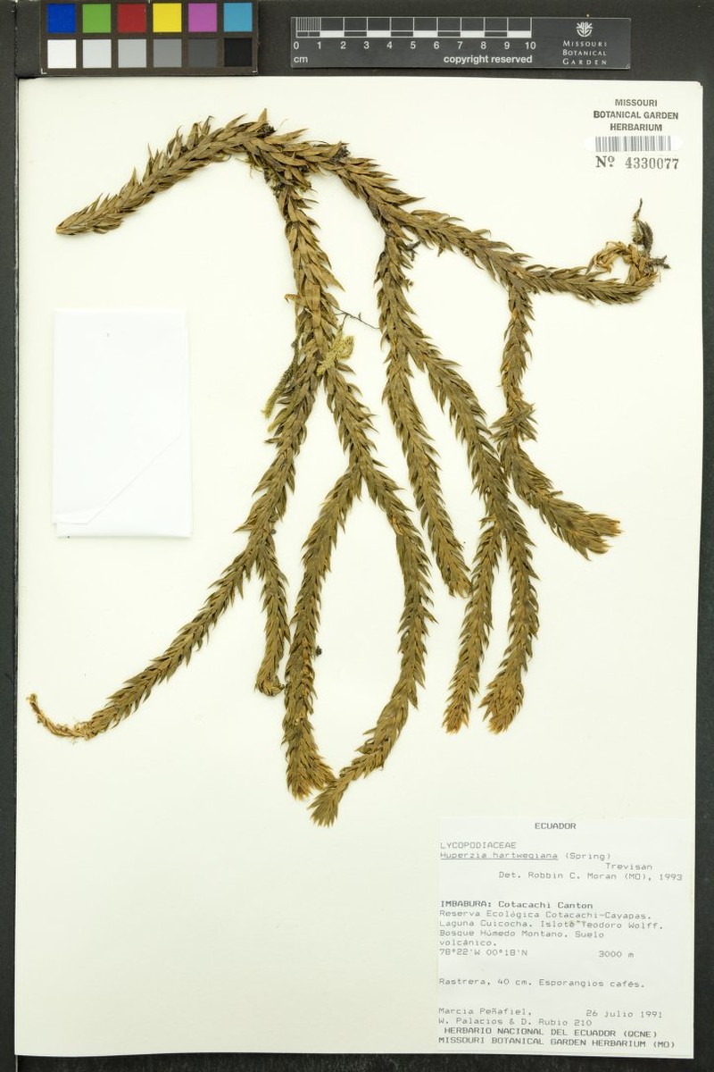 Huperzia hartwegiana photo 2