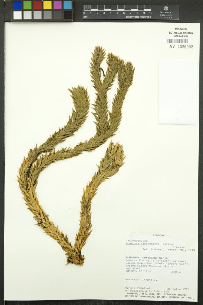 Huperzia hartwegiana photo 3