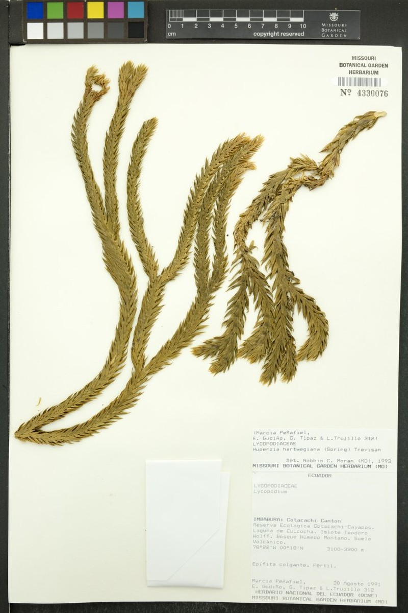 Huperzia hartwegiana photo 4