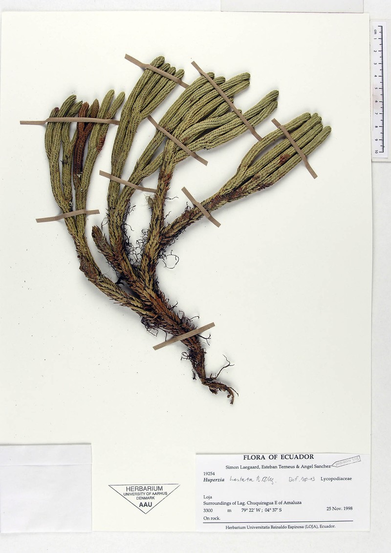 Huperzia hastata