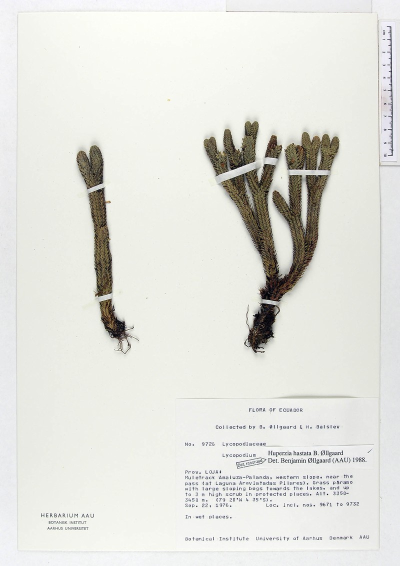 Huperzia hastata photo 3