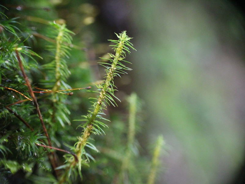 Huperzia herteriana