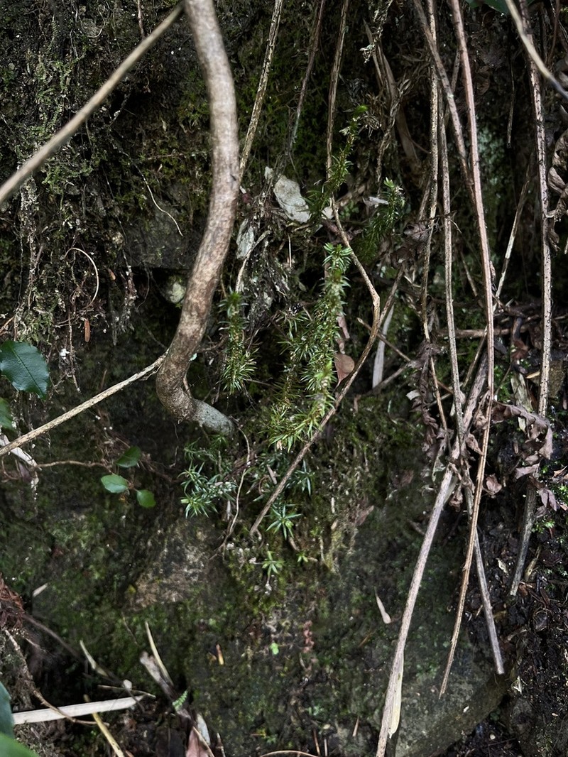 Huperzia herteriana photo 2