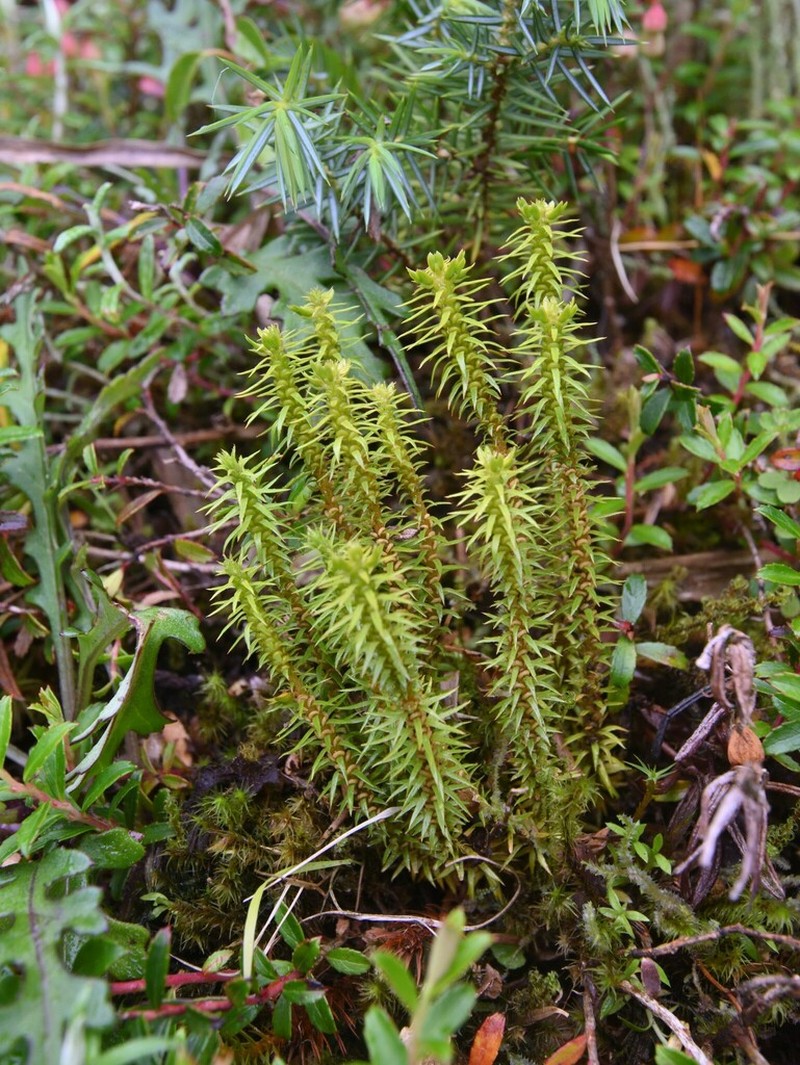 Huperzia herteriana photo 4