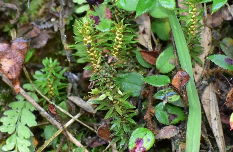 Huperzia herteriana photo 5