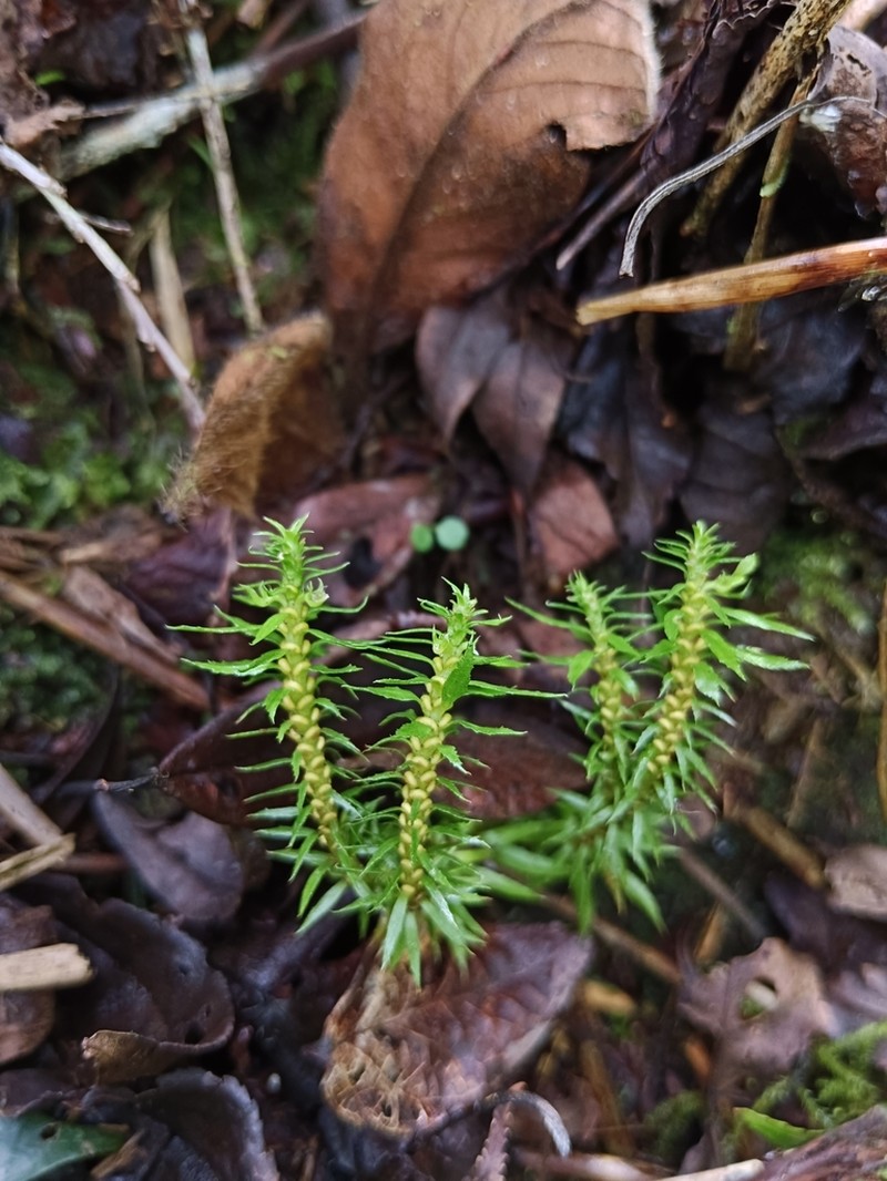 Huperzia herteriana photo 6