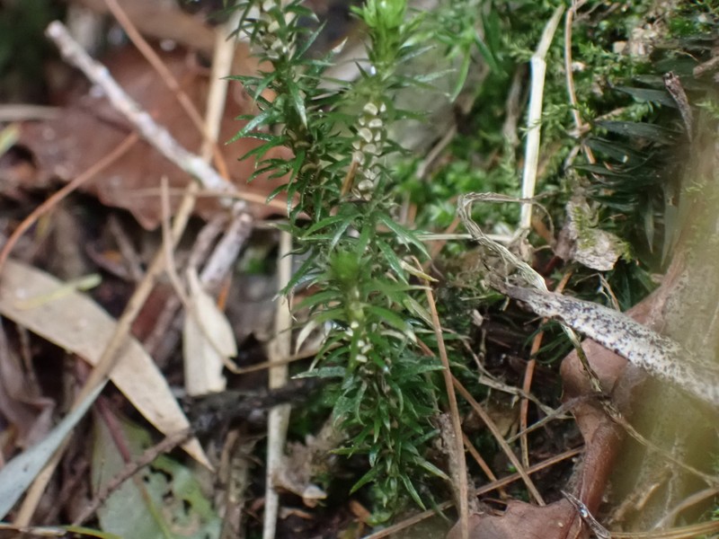 Huperzia herteriana photo 7