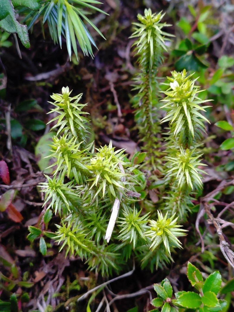 Huperzia herteriana photo 8