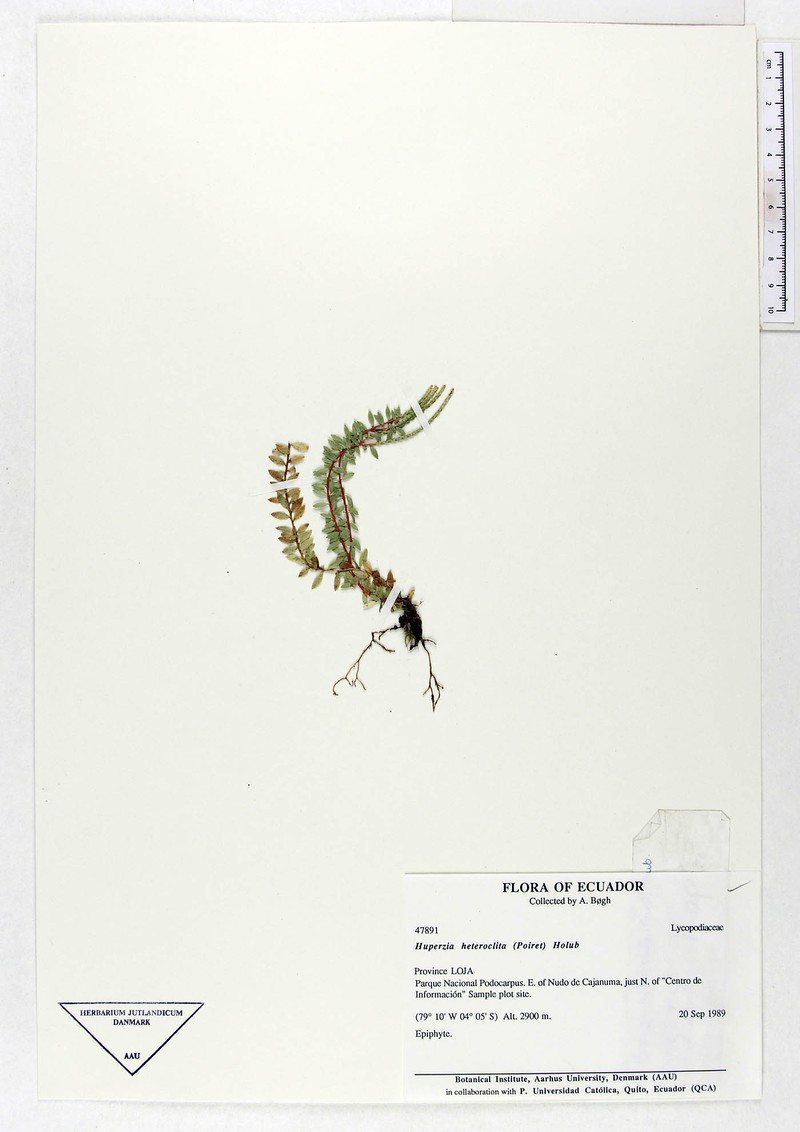 Huperzia heteroclita photo 4