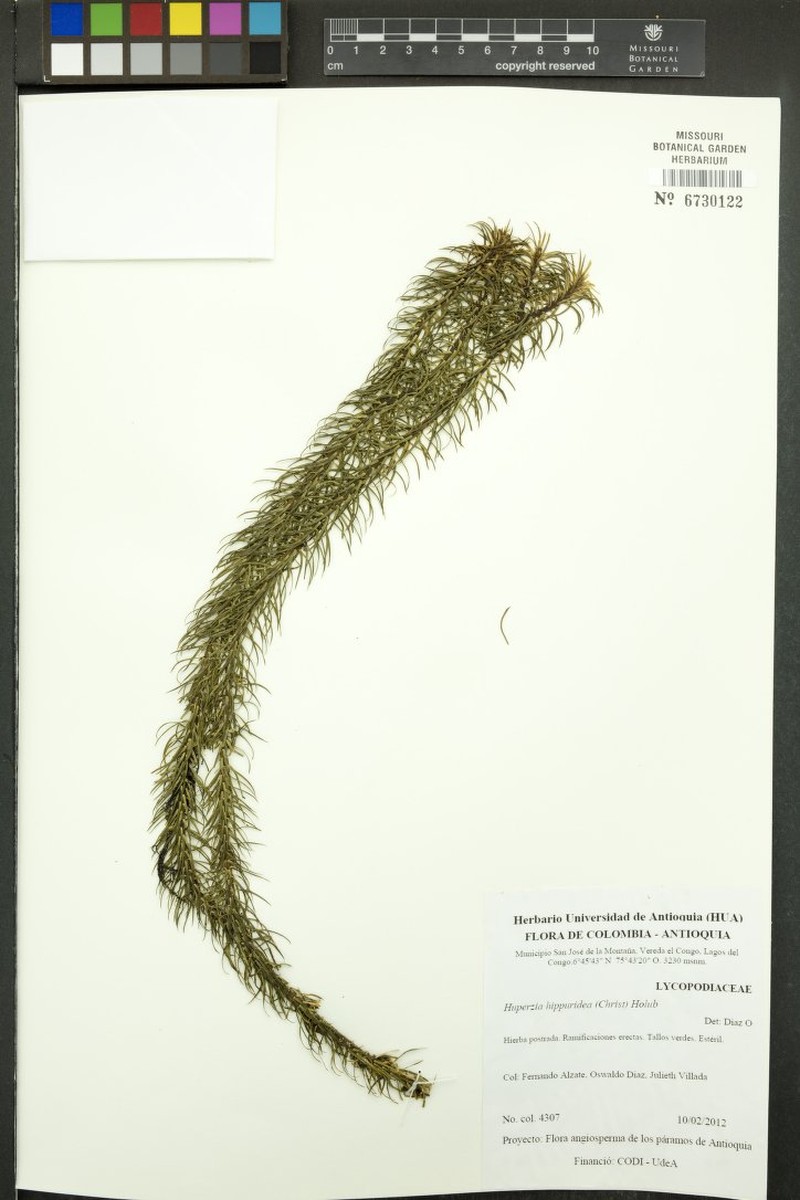 Huperzia hippuridea