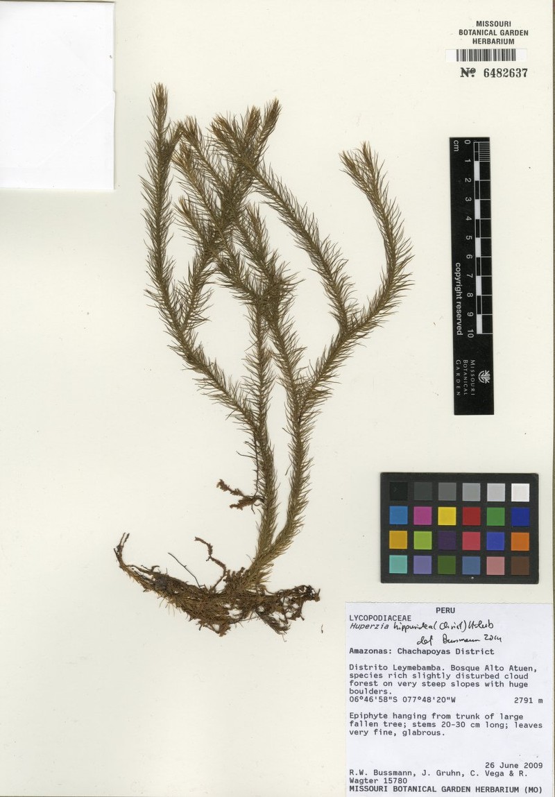 Huperzia hippuridea photo 2