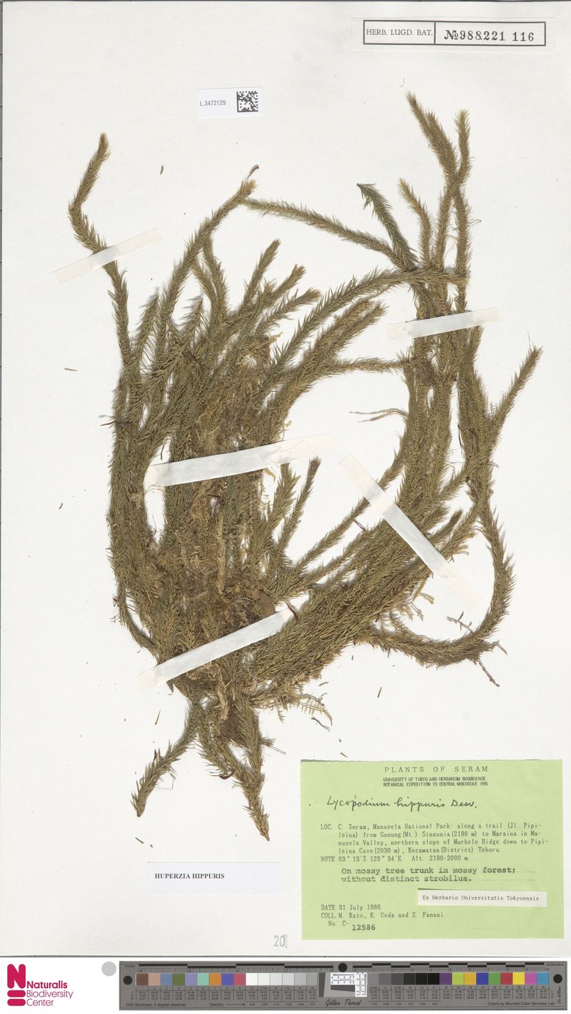 Huperzia hippuris photo 2