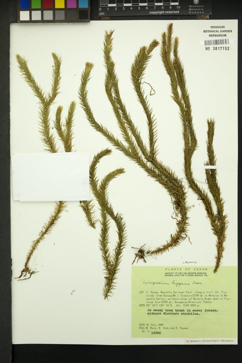 Huperzia hippuris photo 3