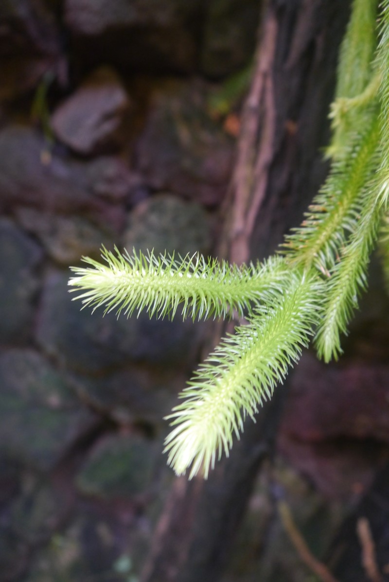 Huperzia hippuris