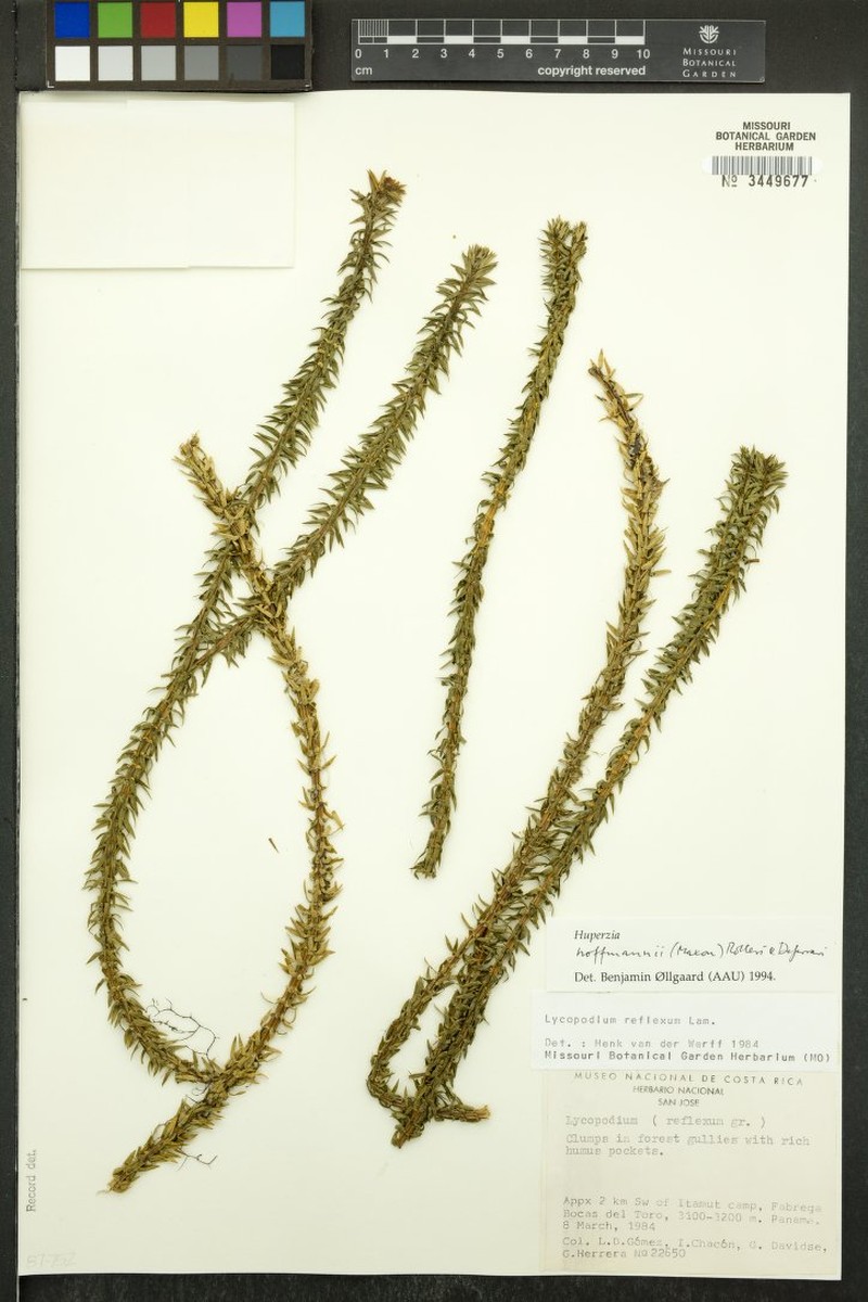 Huperzia hoffmannii