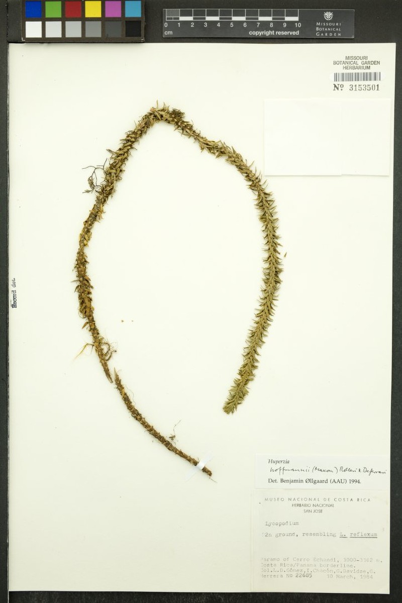 Huperzia hoffmannii photo 2