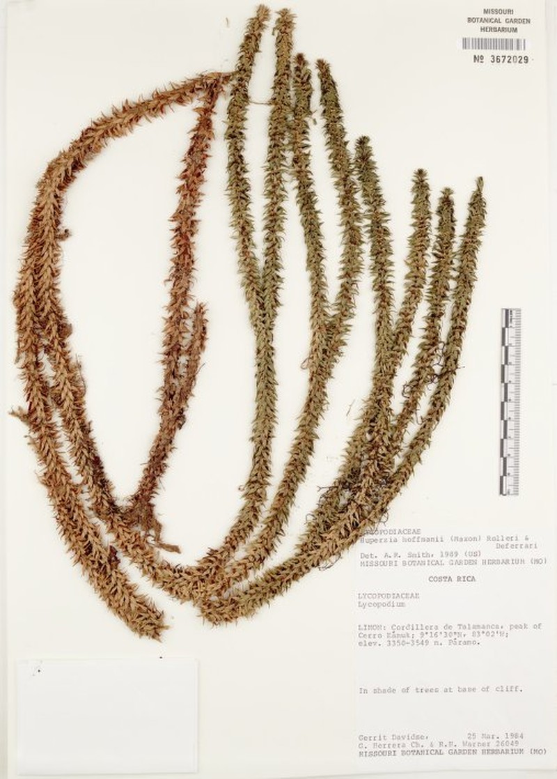 Huperzia hoffmannii photo 3