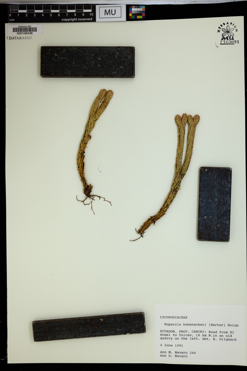 Huperzia hohenackeri