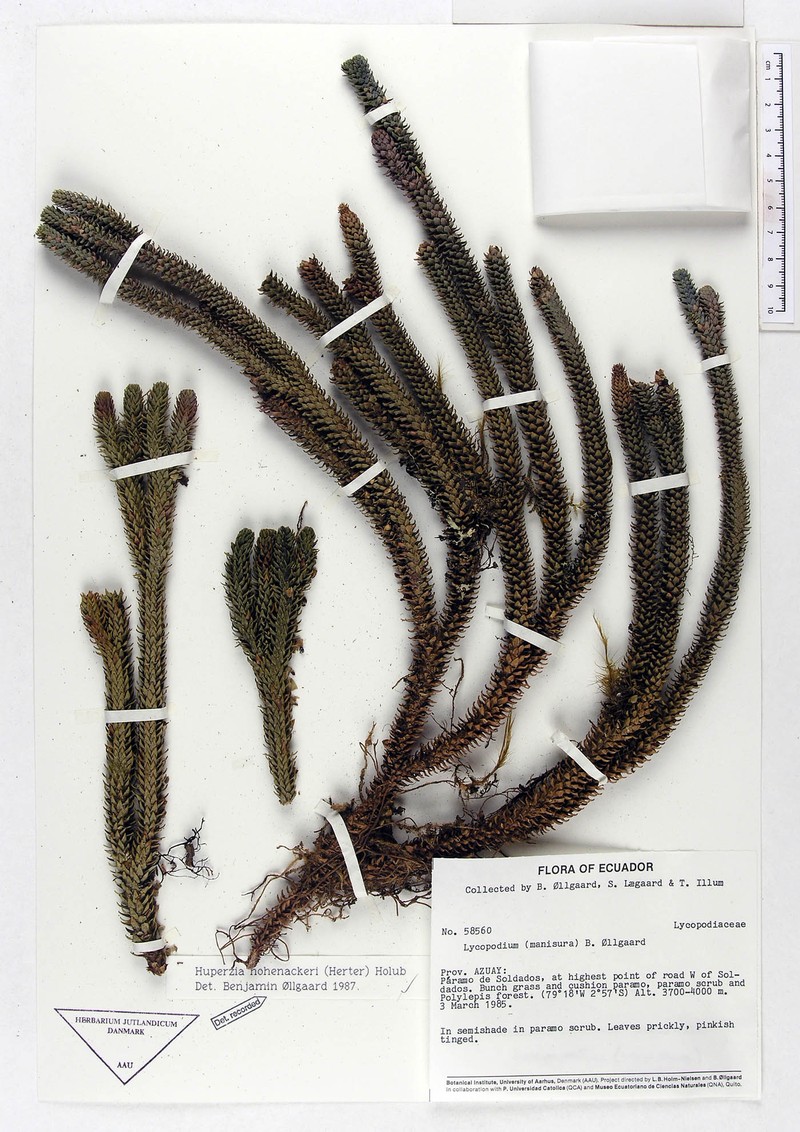 Huperzia hohenackeri photo 3