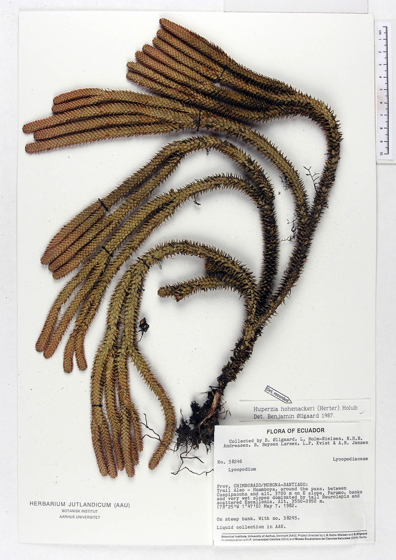 Huperzia hohenackeri photo 4
