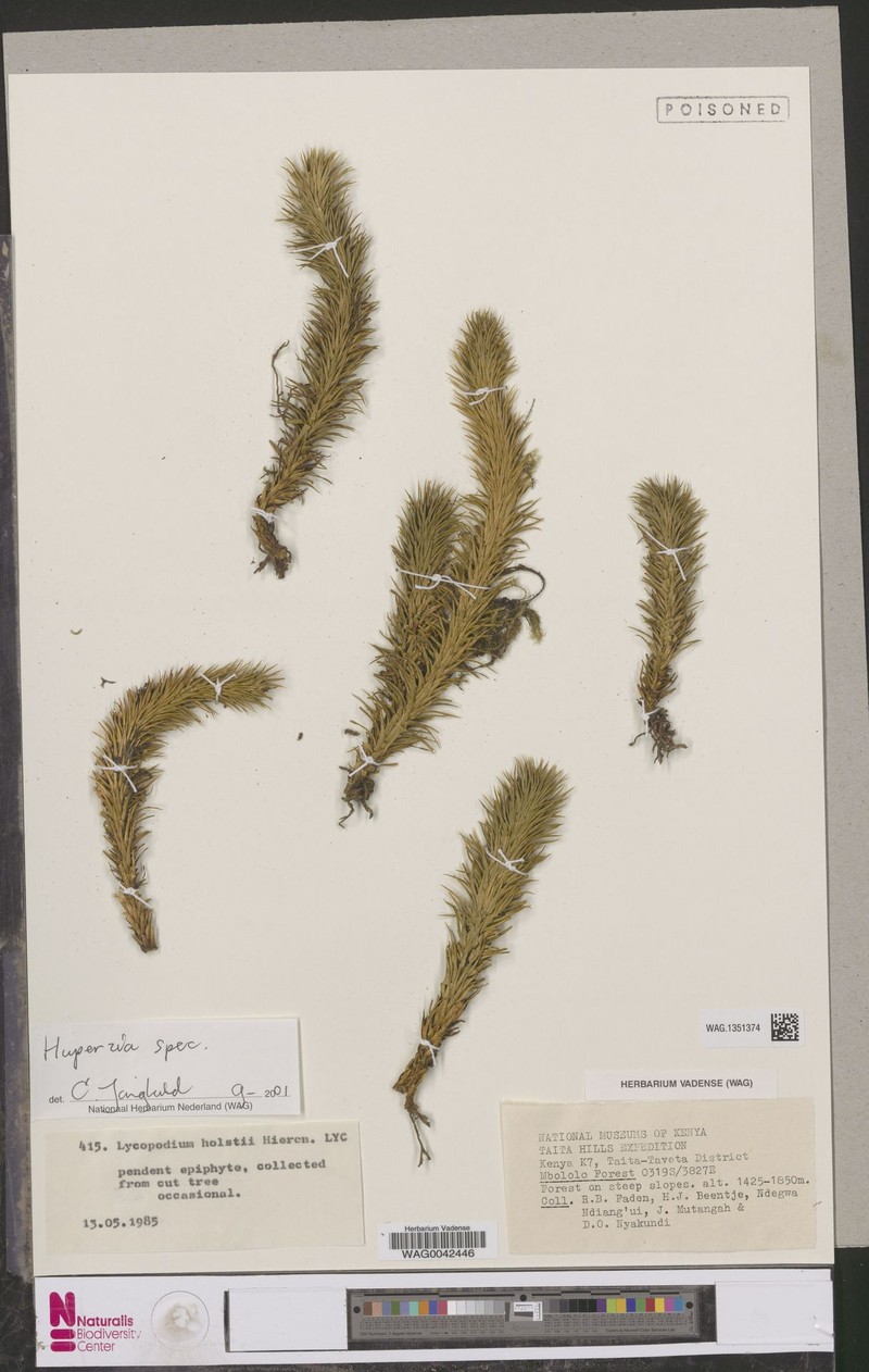 Huperzia holstii