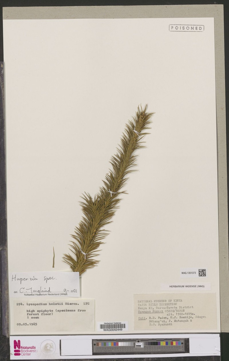 Huperzia holstii photo 2