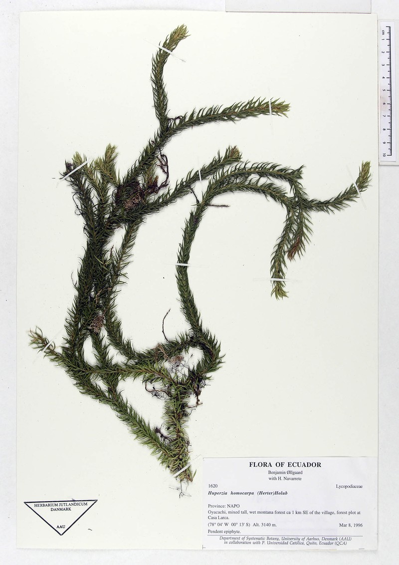 Huperzia homocarpa