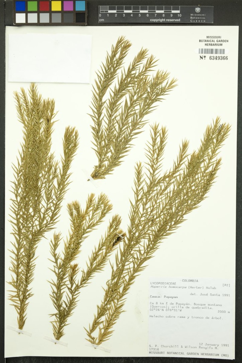 Huperzia homocarpa photo 2