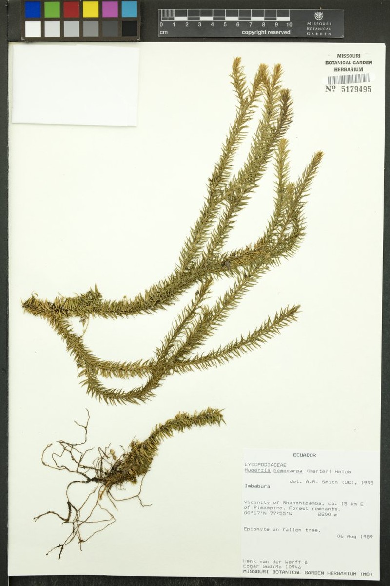 Huperzia homocarpa photo 3