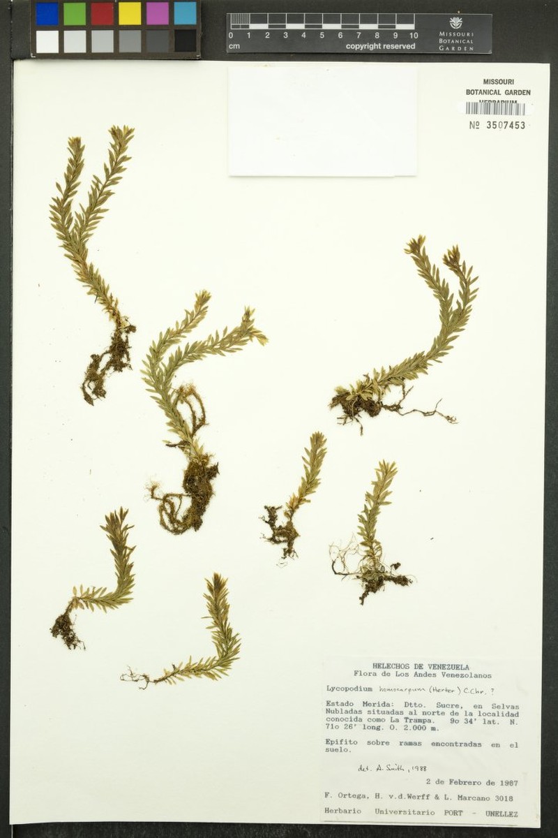 Huperzia homocarpa photo 4